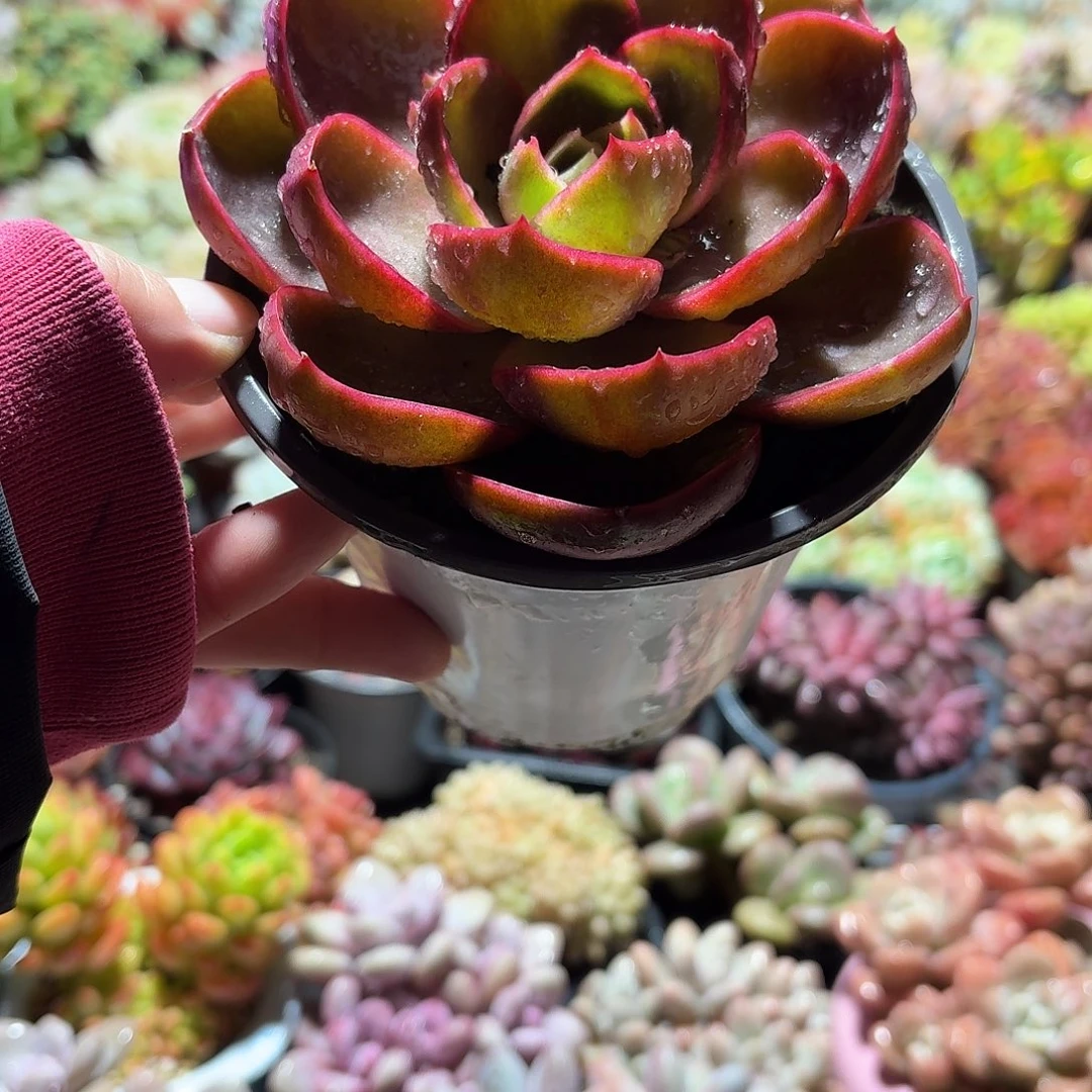 红灯多肉11㎝盆单头