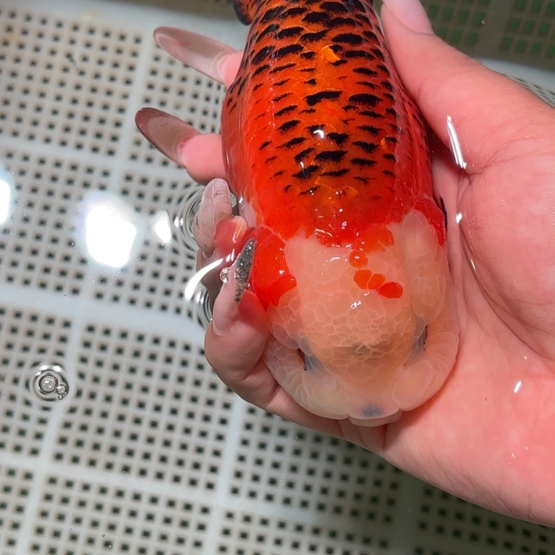 爱***3金鱼拍包装包邮，不拍包装运费到付