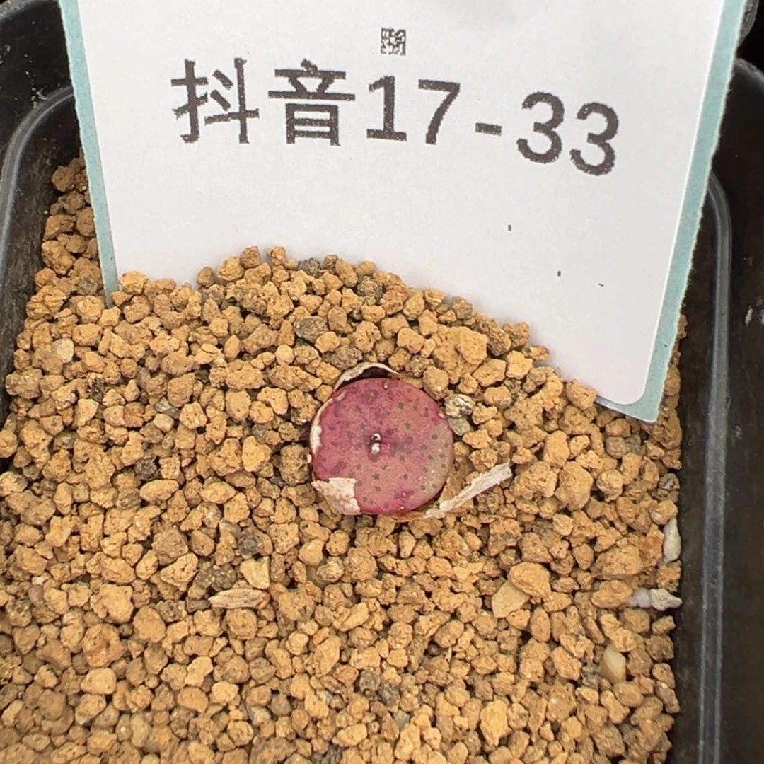 17-33金币纽扣多肉植物