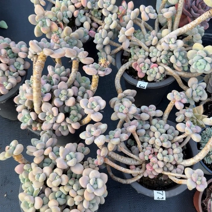 洛神露养老桩多头