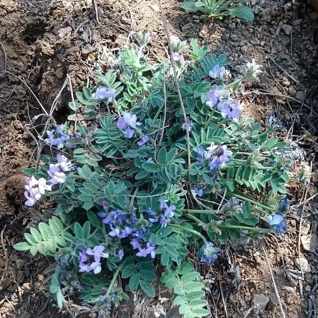伏牛山萝卜地丁甜地丁米口袋紫花地丁老鼠布袋