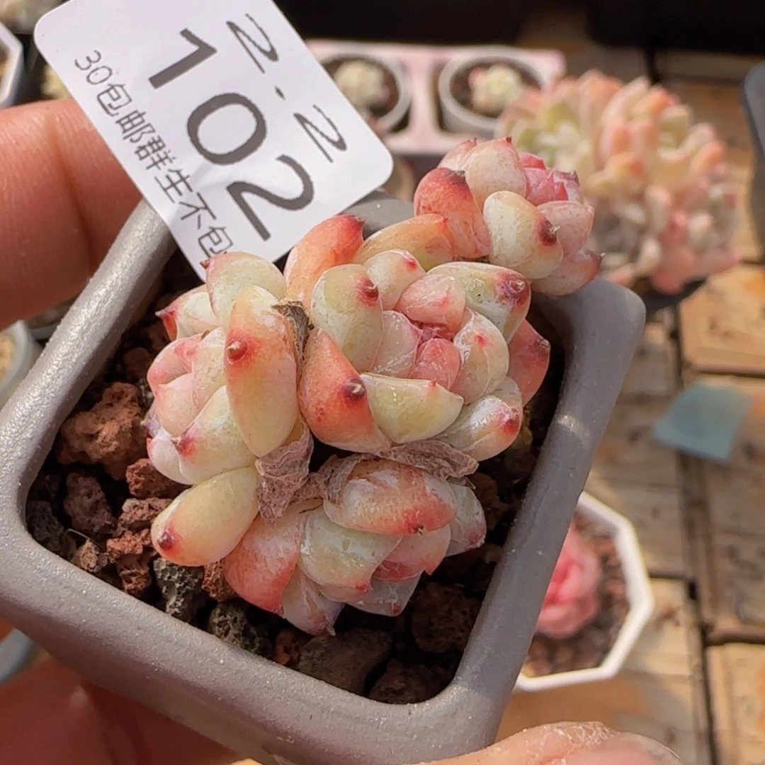 太妃糖四头老桩一颗