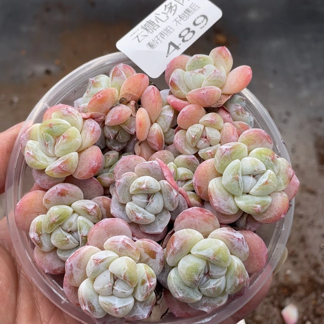 云糖心多肉植物489