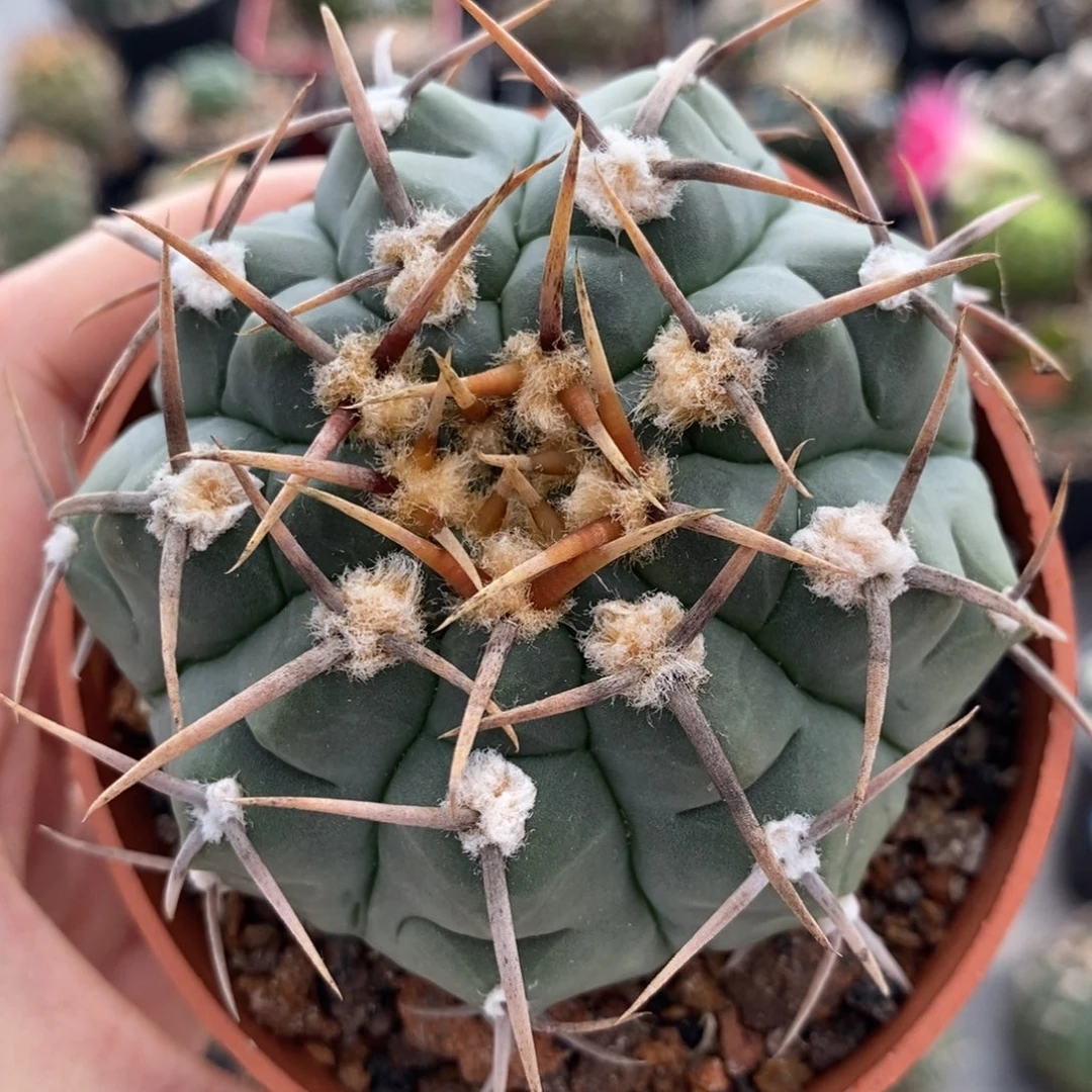 684三刺玉植播园艺