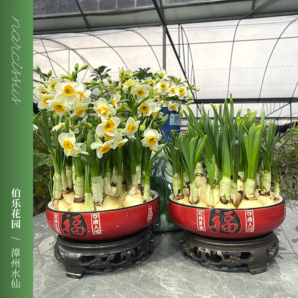 正宗漳州水仙花种球水养盆栽室内花卉绿植好养