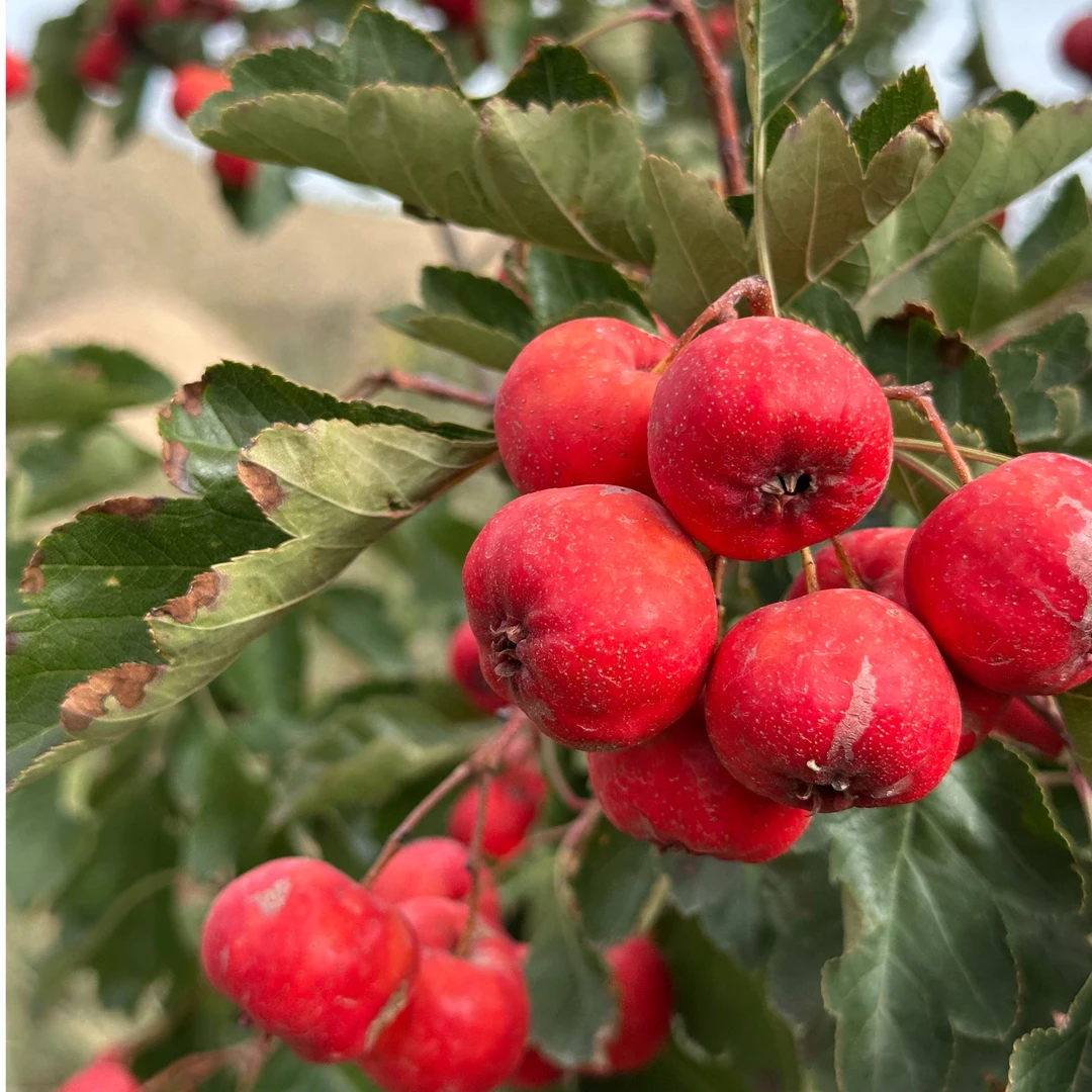 武威红山楂 祁连山下现摘当季新鲜 下午茶轻食解馋开胃 产地直发