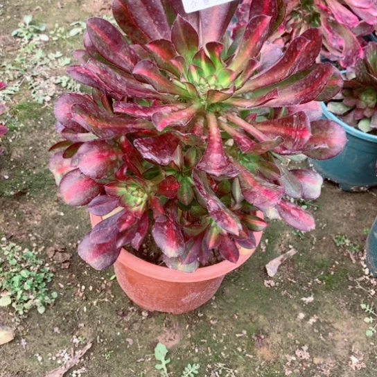 多肉植物晚霞887