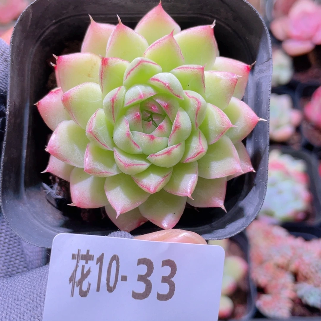 花利美 10-33女王玫瑰