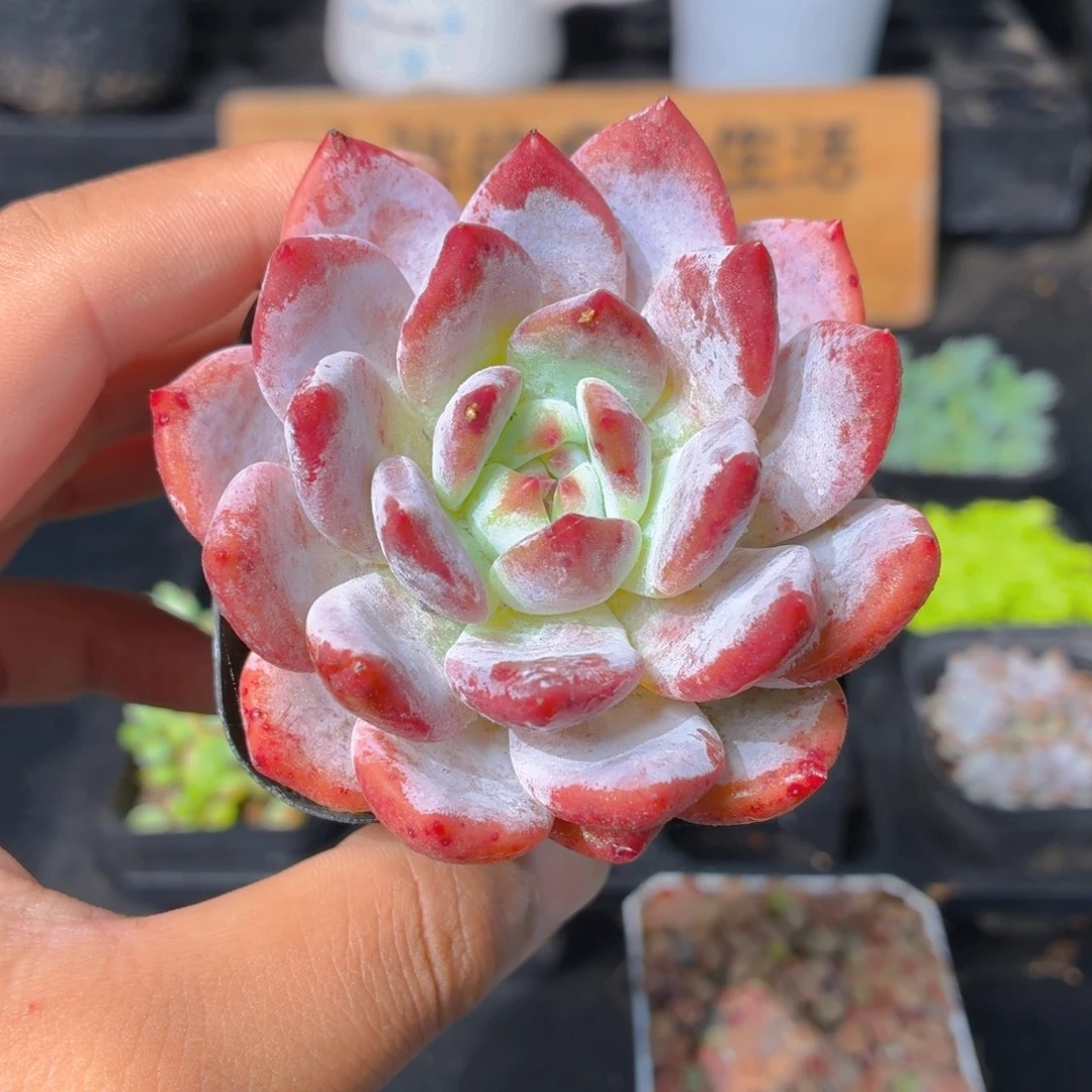 橙梦露多肉9.9包邮发货