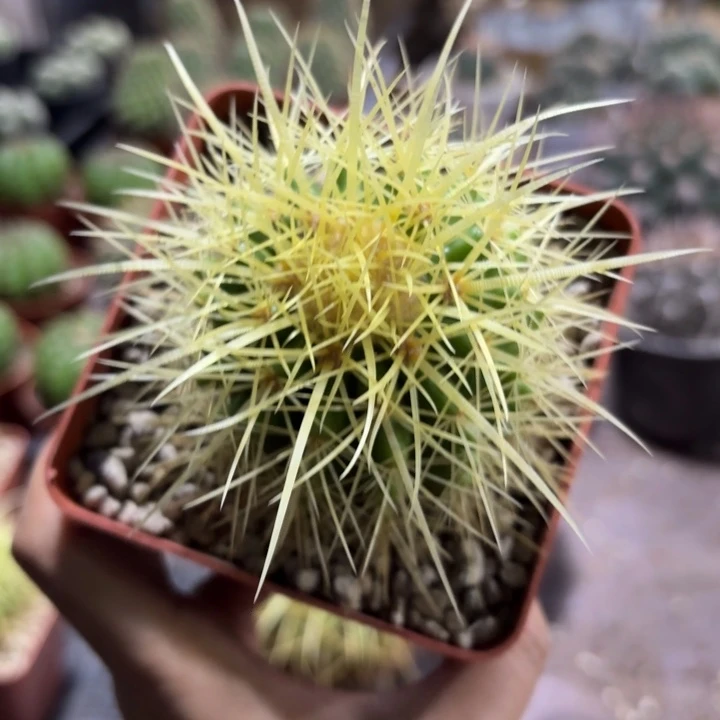 实生狂刺金虎好养量拍