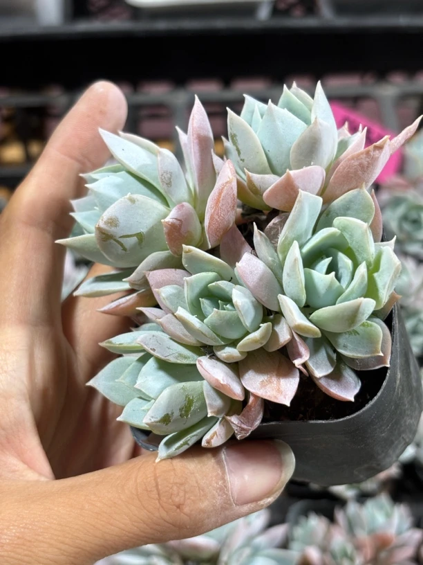 粉蓝鸟群多肉植物