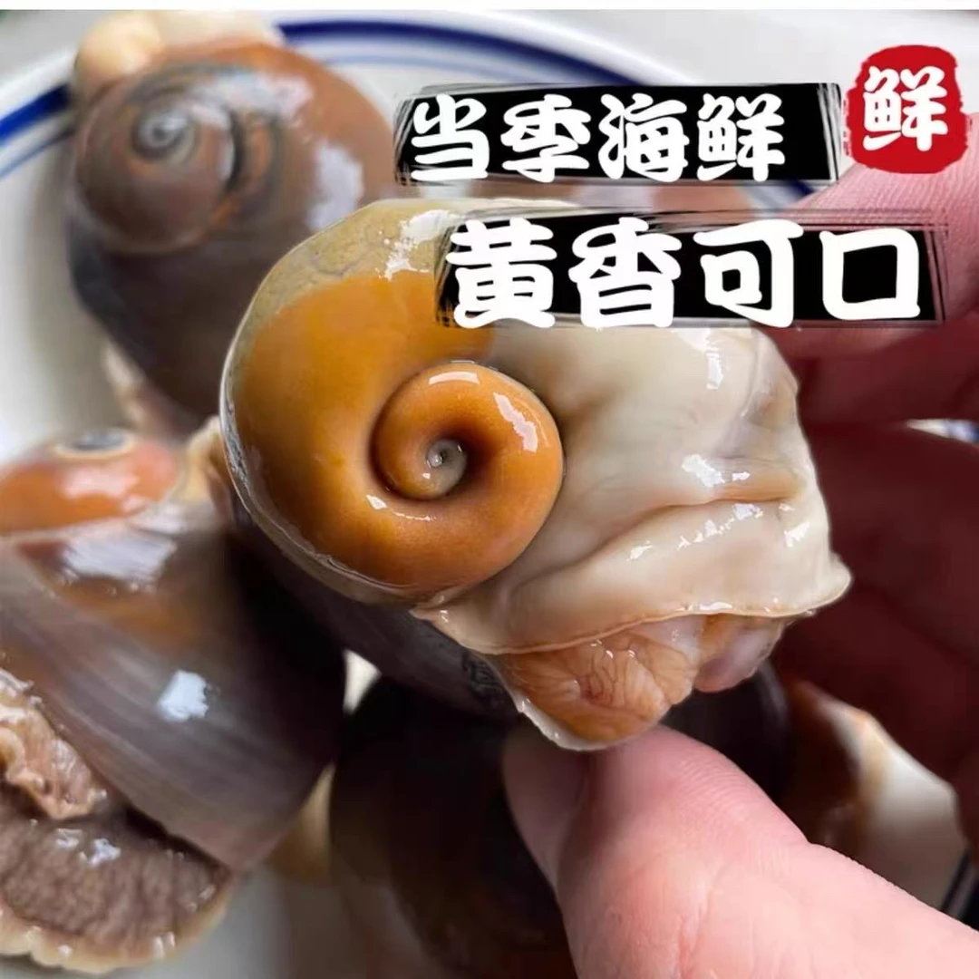 【顺丰】新鲜海捕大猫眼螺每斤6-12个左右（鲜活发货到货保鲜不包活）