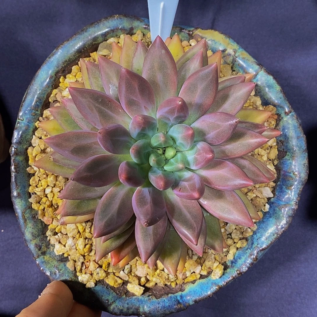 H***、水晶球多肉发货A179