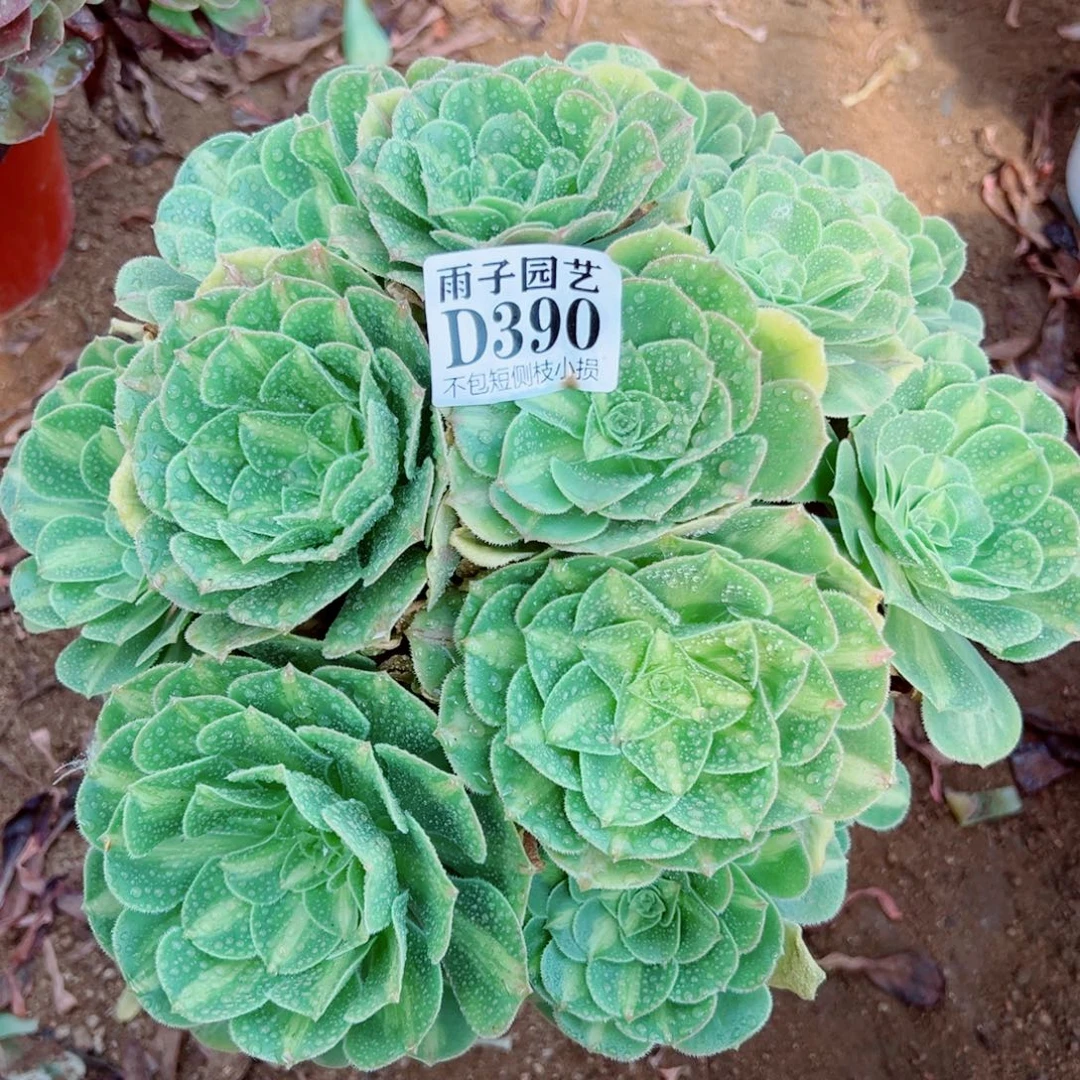 明***6390翡翠琉璃尺寸28左右