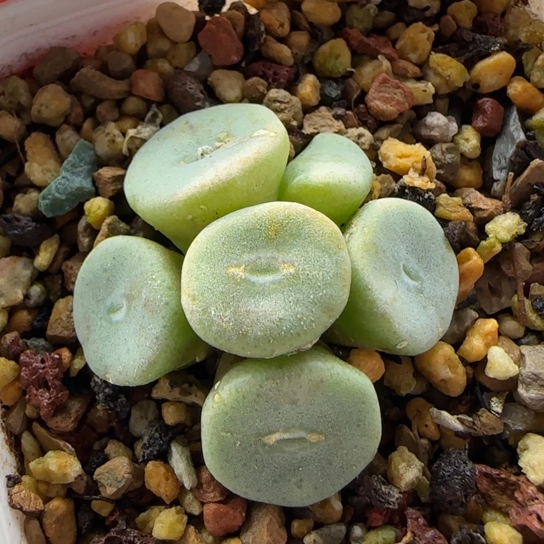 6026 大白多肉植物园