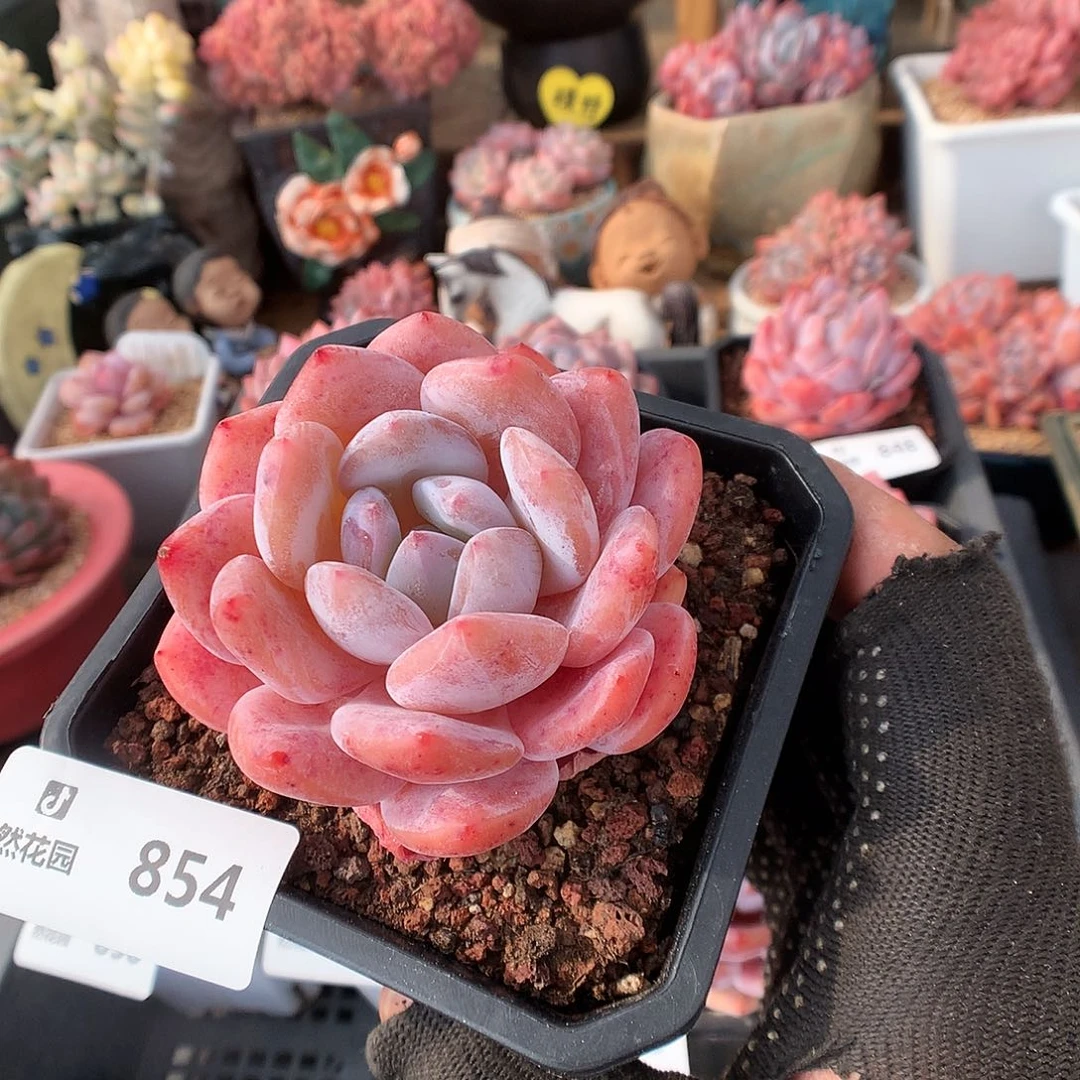 854雪天使多肉植物6666