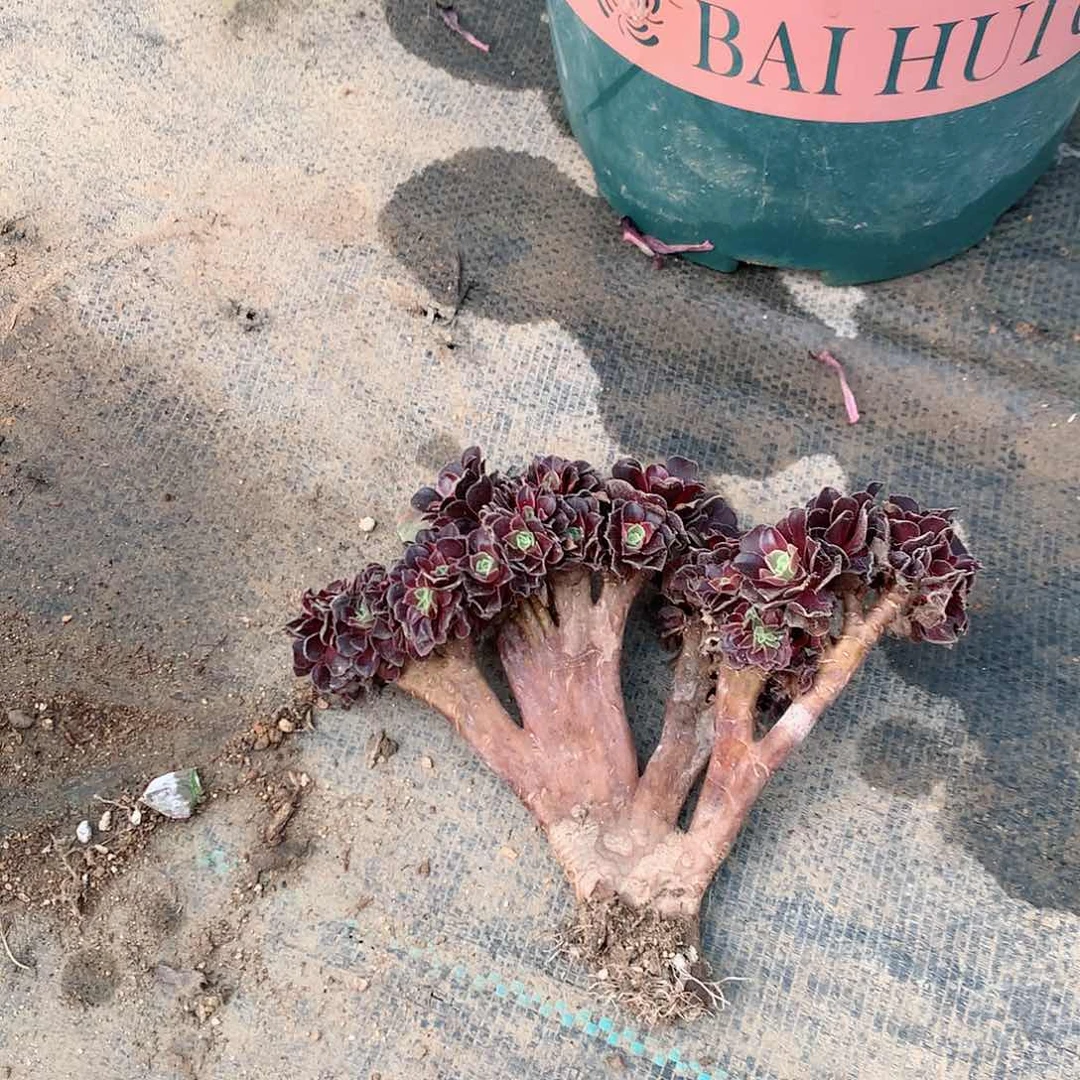 【闪购商品】马****n坠画，多肉