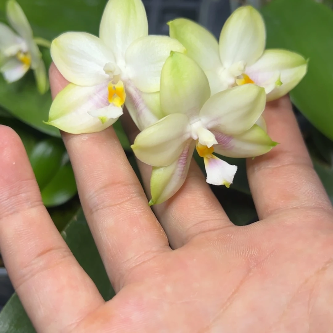 完全开放l050三寸ys1163