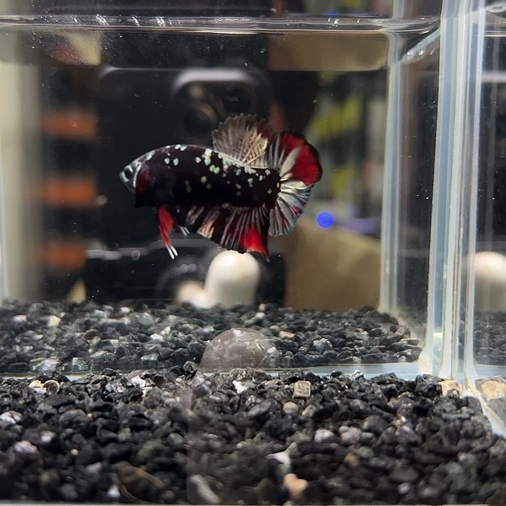 斗鱼竞拍跑单拉黑12日68