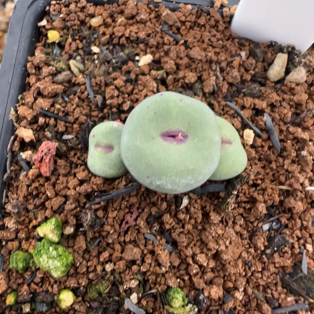 芝**圆2.1号多肉1380B 82号