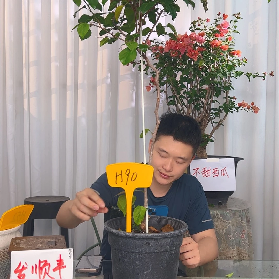 当前无花栽培后可以开花胖***丝不甜H90