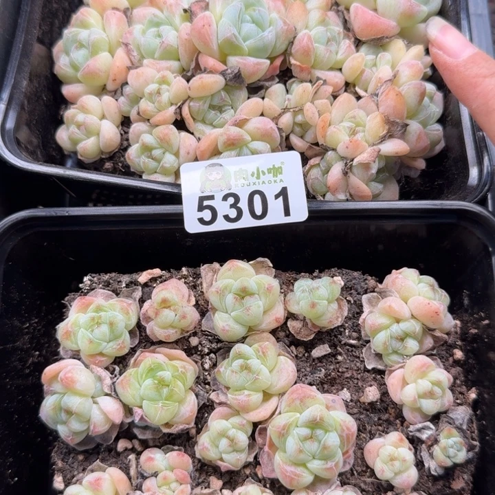 所****完全开放多肉植物多肉植物