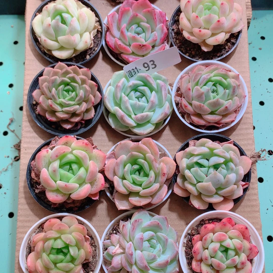 31-83一物一拍带盆18颗