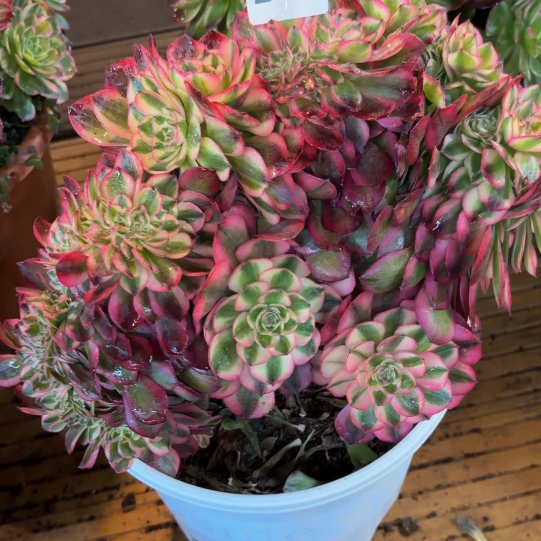 紫**开237多肉植物倾城缀