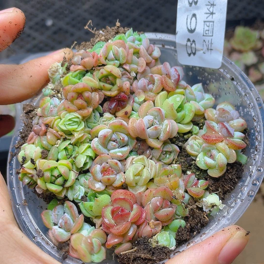 多肉植物多肉植物398
