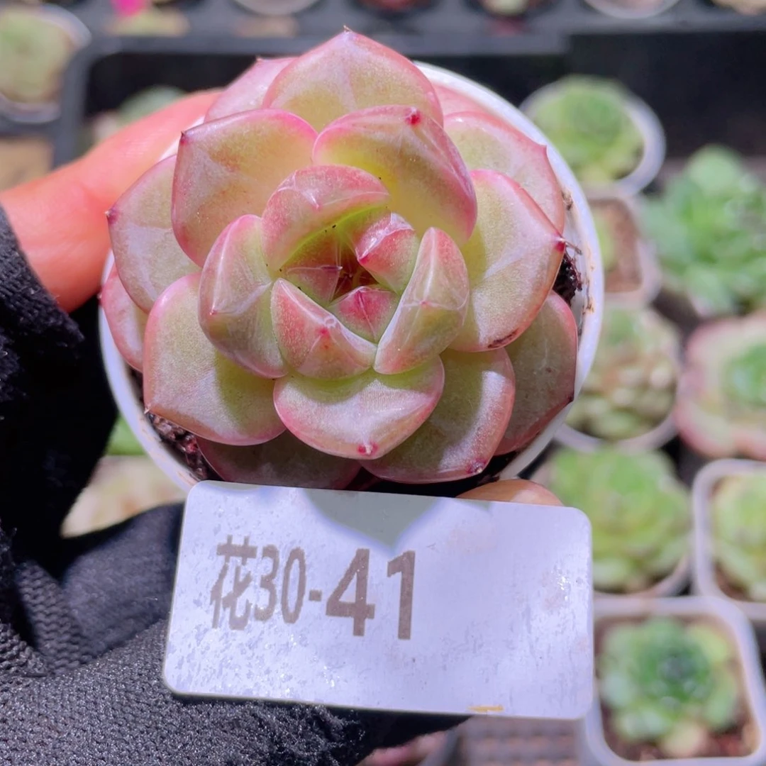 就*你花利美30-41珍妮