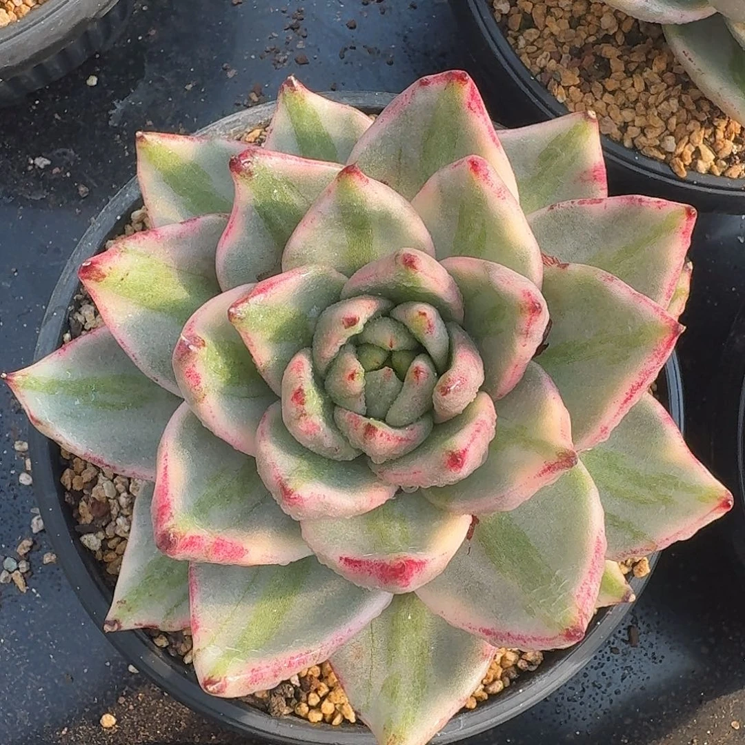 从前慢多肉编号玛丽亚锦