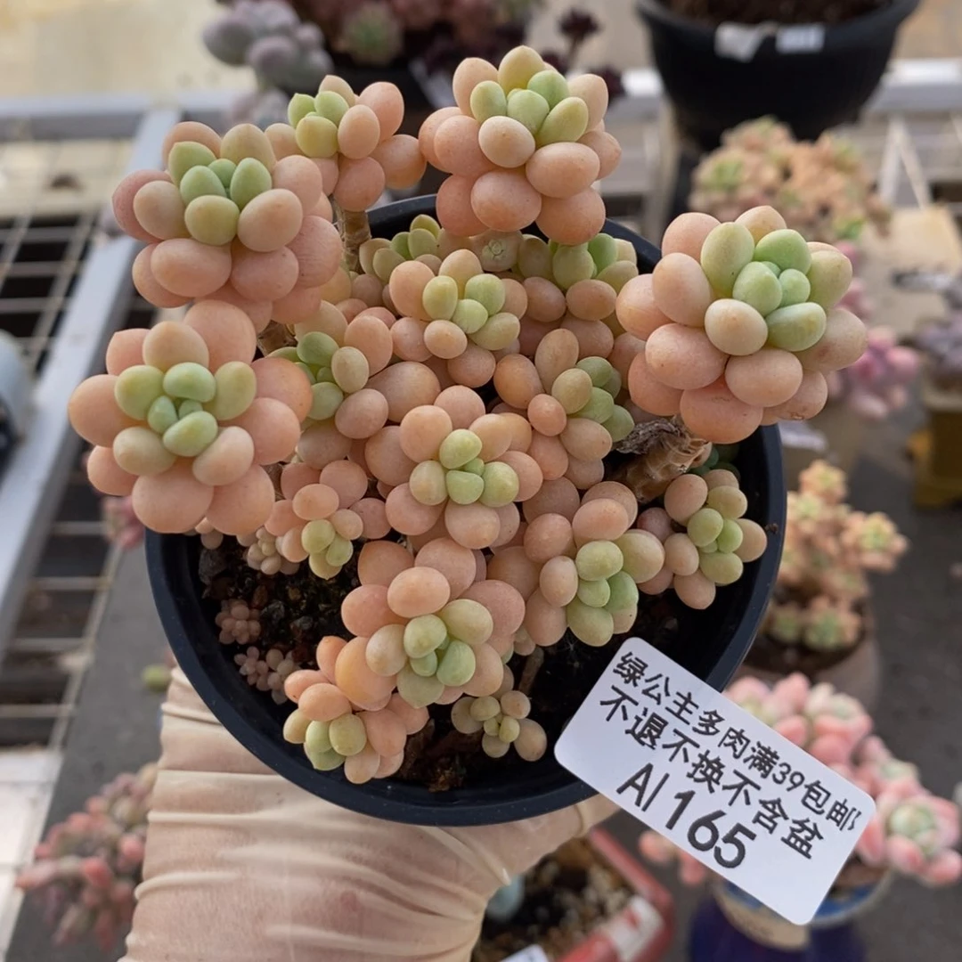 花朵鱼子酱165/8v m