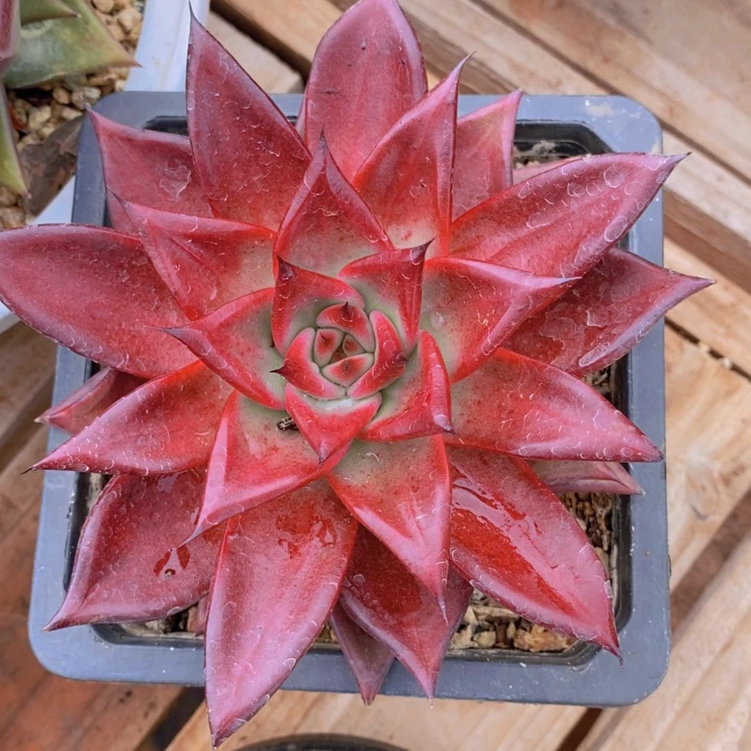 东云福利红色系1