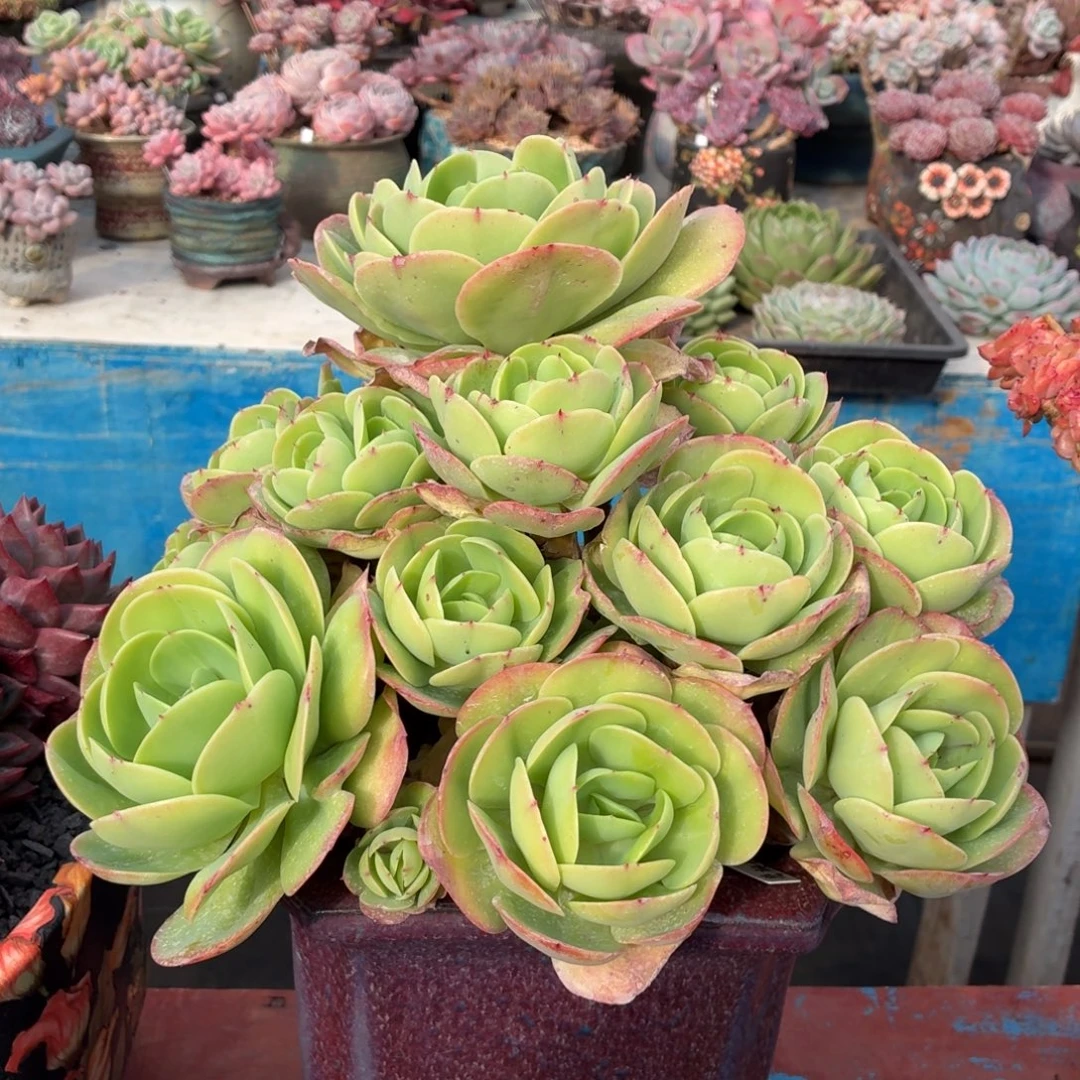 多肉植物 碧桃一物一拍-4