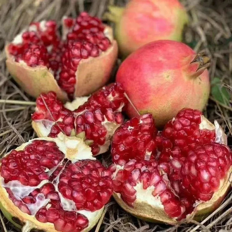 正宗四川会理高山突尼斯软籽石榴统果石榴包邮新鲜水果突尼斯石榴