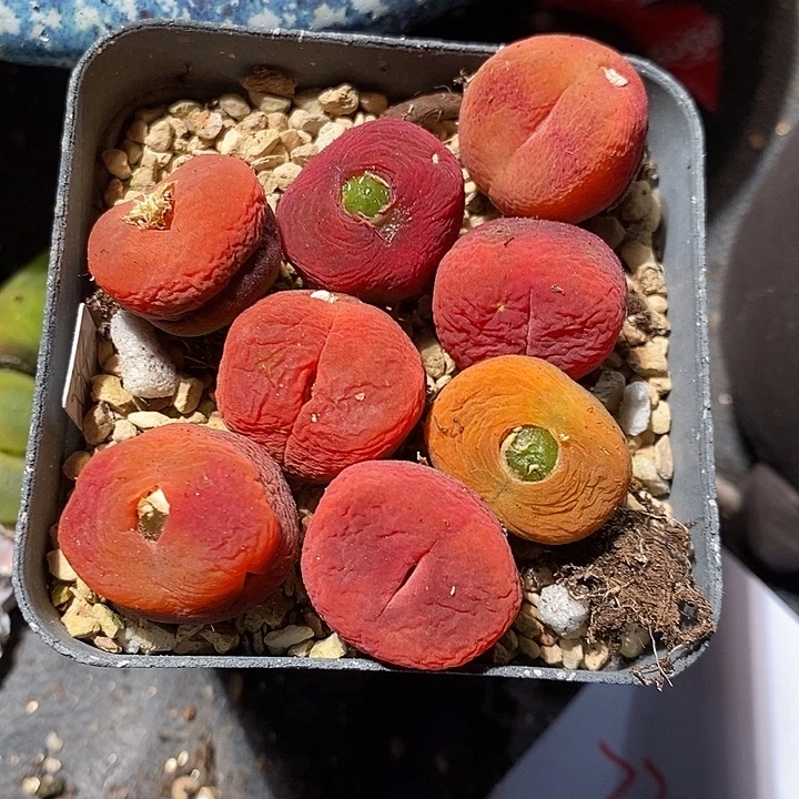 7315。   一组水蜜桃有瑕疵。