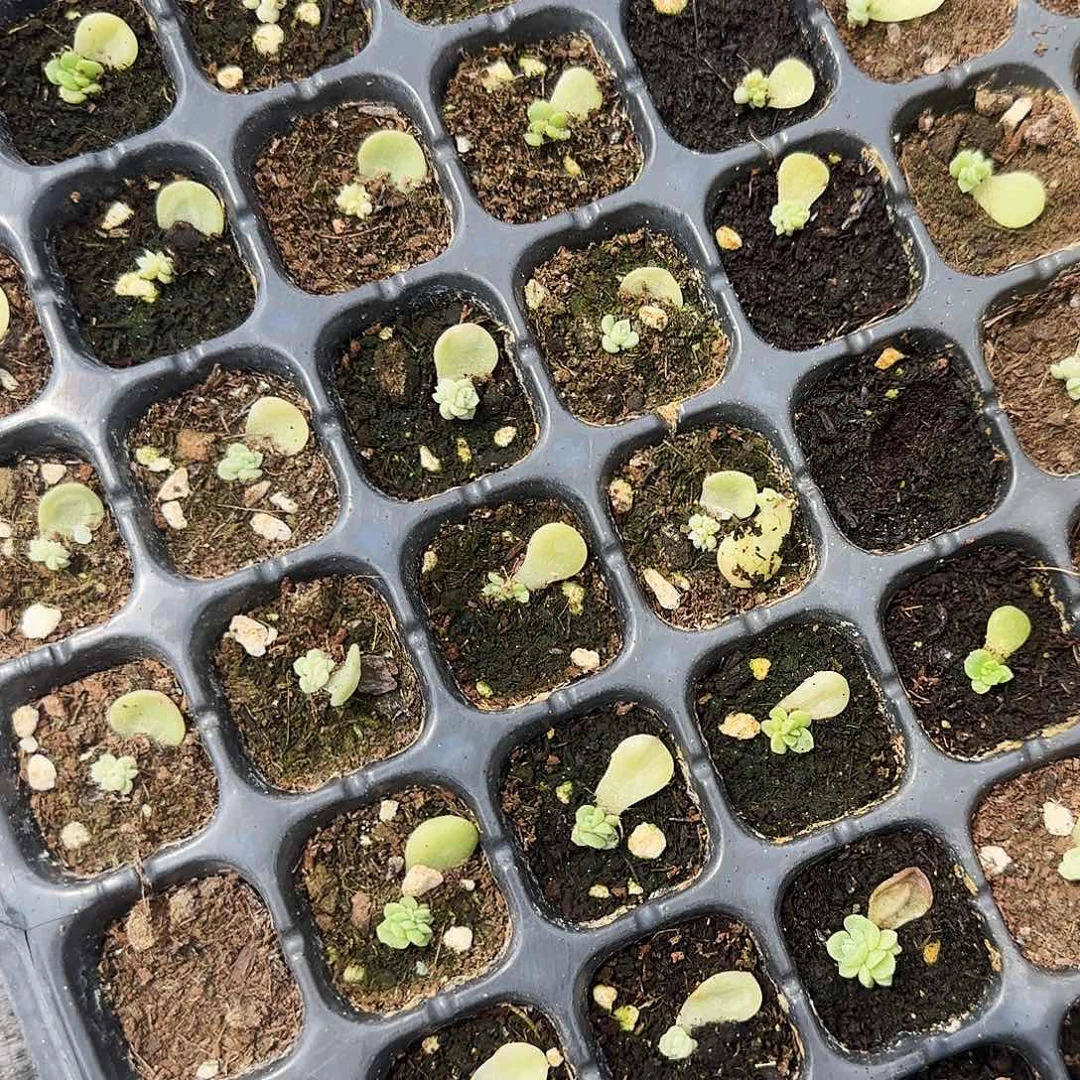 现金芝麻一个满25包邮