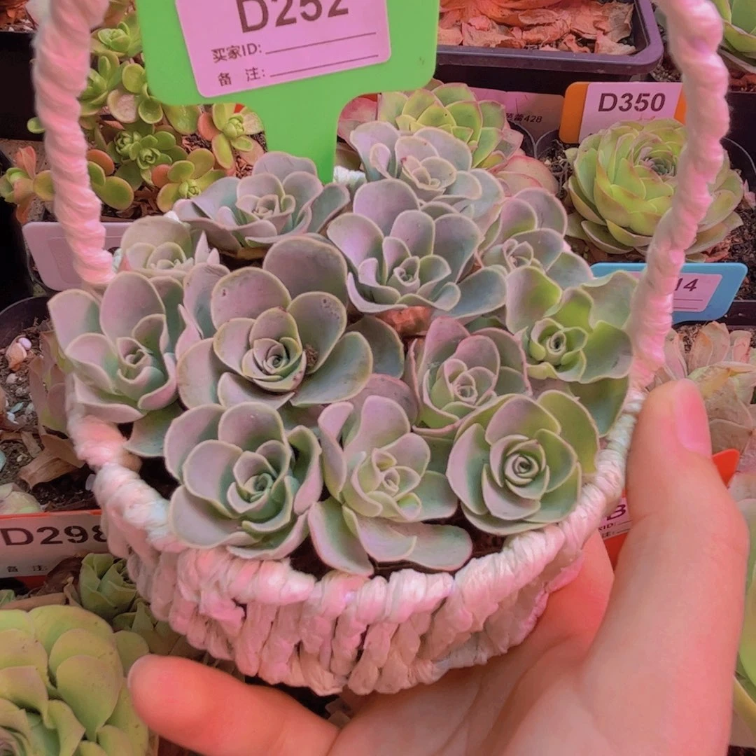 252 12颗带篮子发货