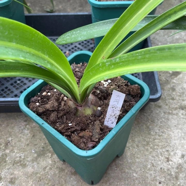 无花朵大河公主5厘米