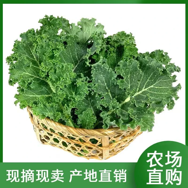 羽衣甘蓝新鲜蔬菜嫩叶甘兰芥蓝菜叶雨衣kale西餐沙拉榨汁食用现摘