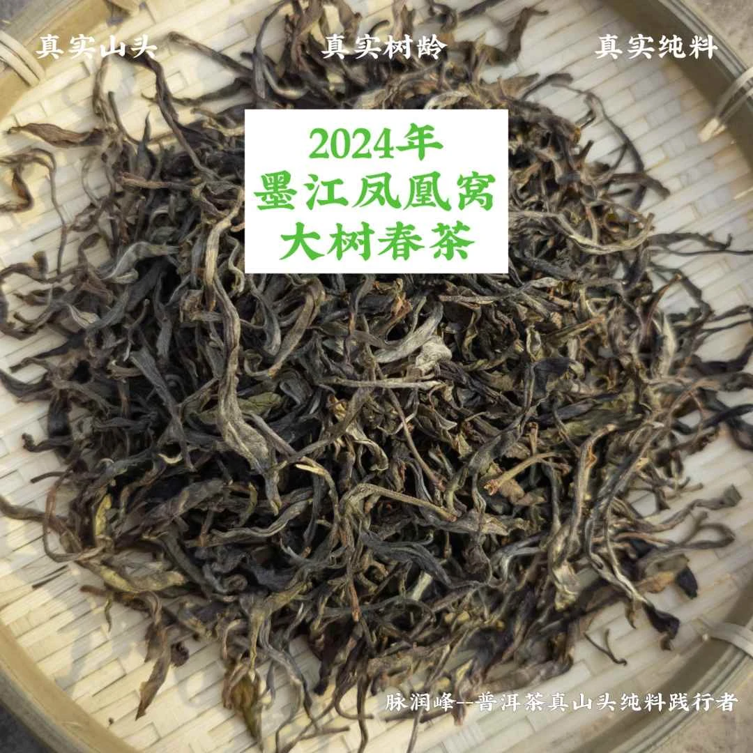 脉润峰孤品〖峰哥保真〗墨江凤凰窝大树 24年春 纯料 生茶（窝心外）