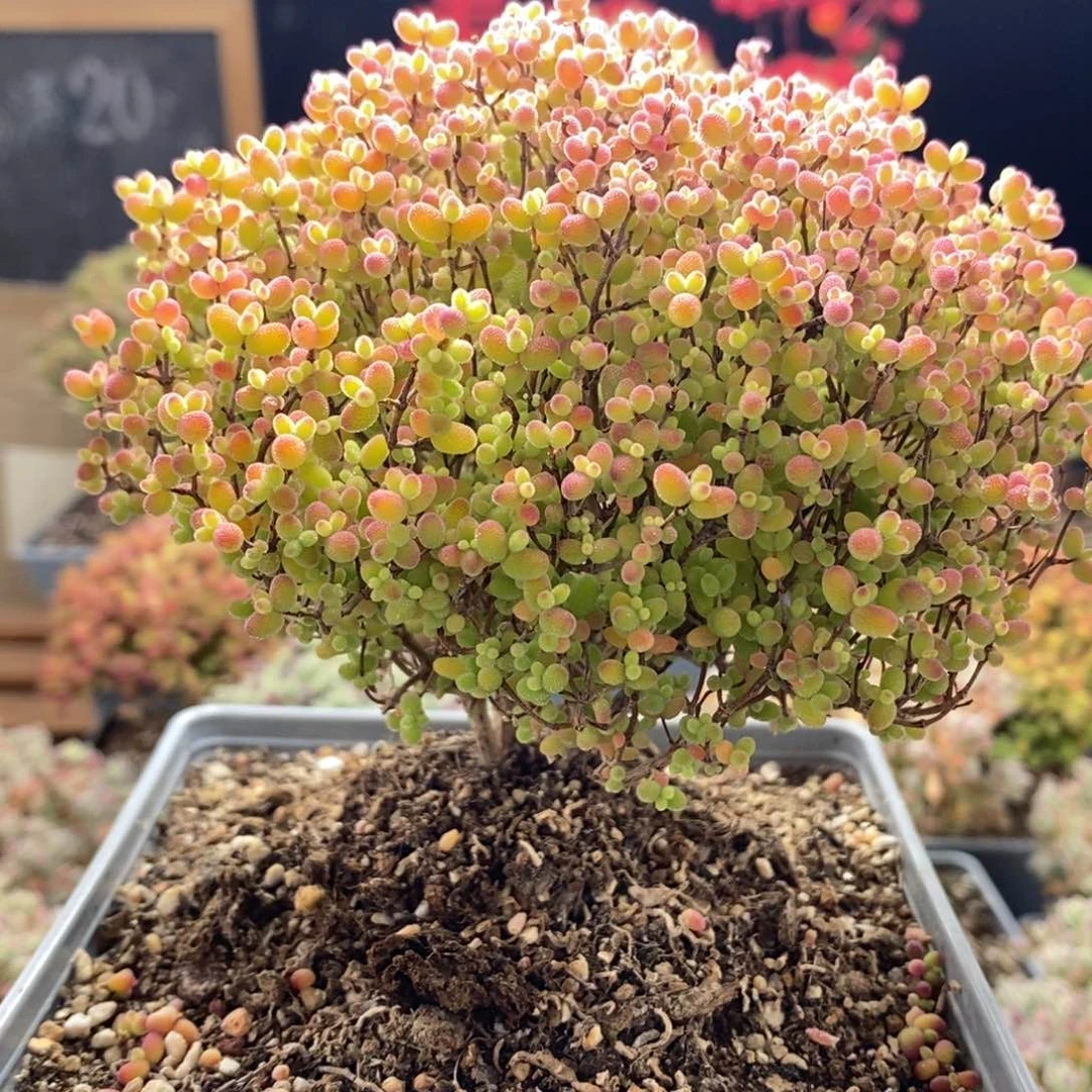 瞌**熊蜜橘糖球7333枝干番杏