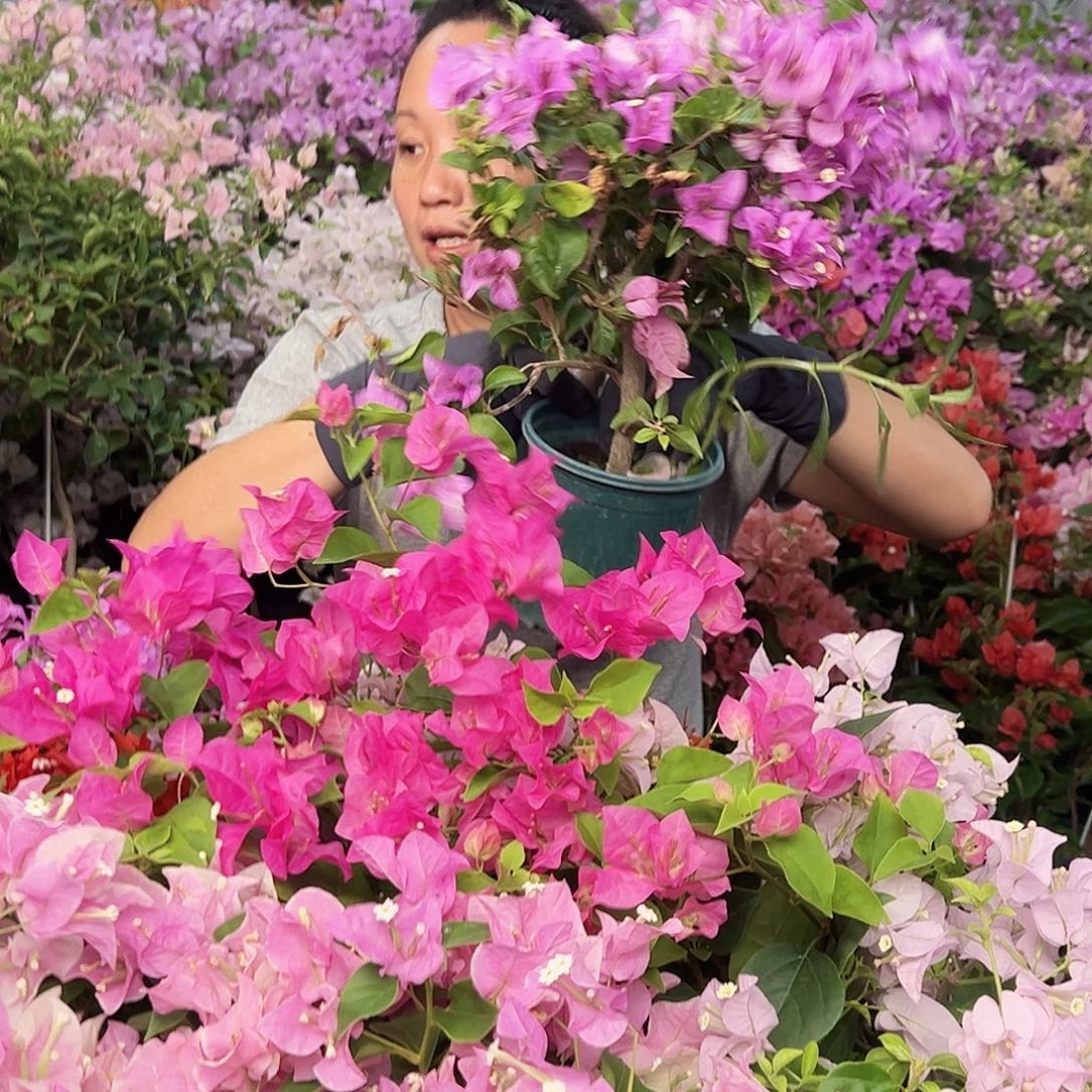 大部分花苞少量开放雪紫掌中宝一棵