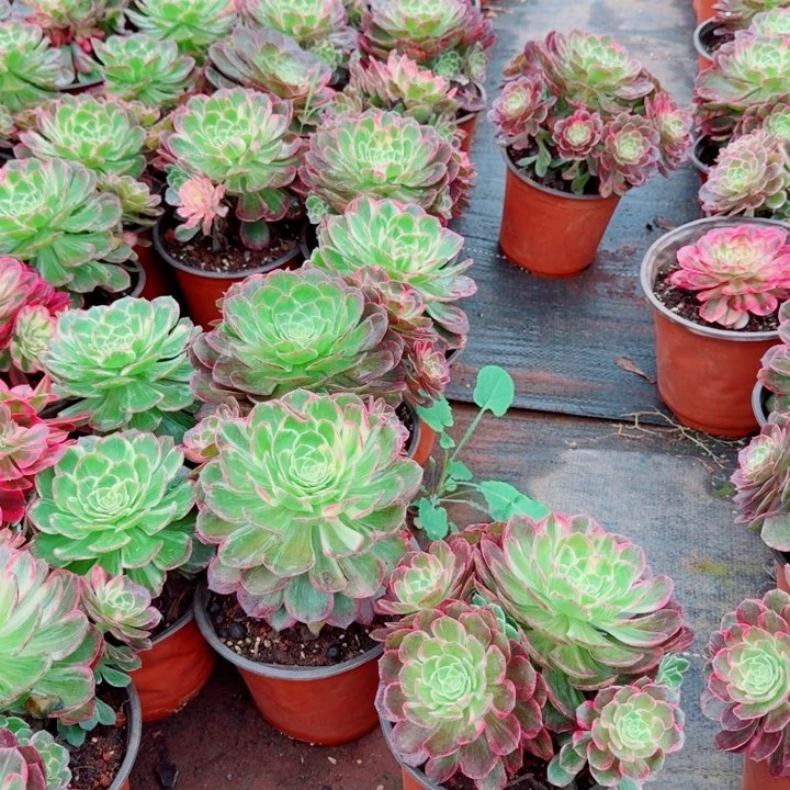 万花筒多头发货啊啊