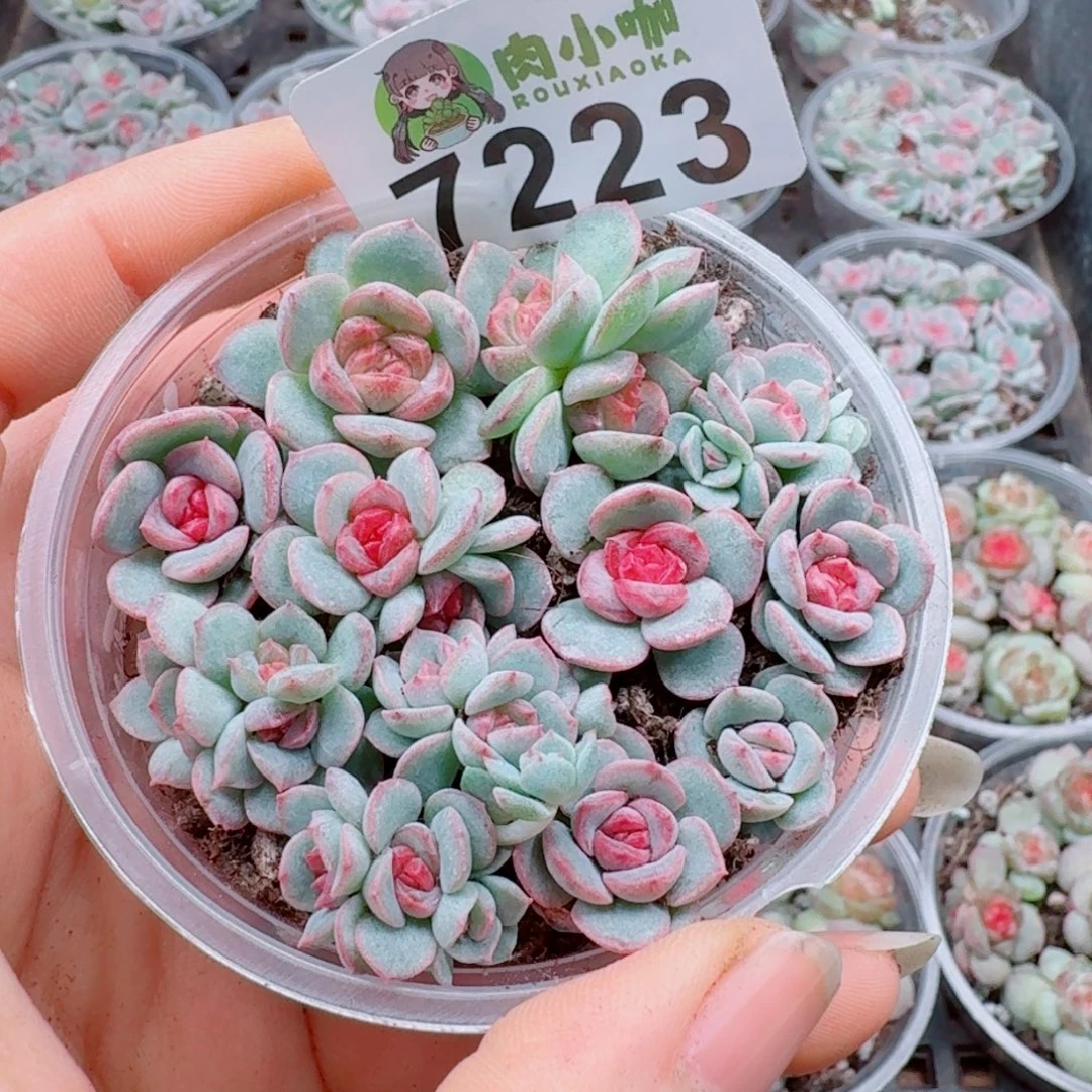 多肉植物多肉植物