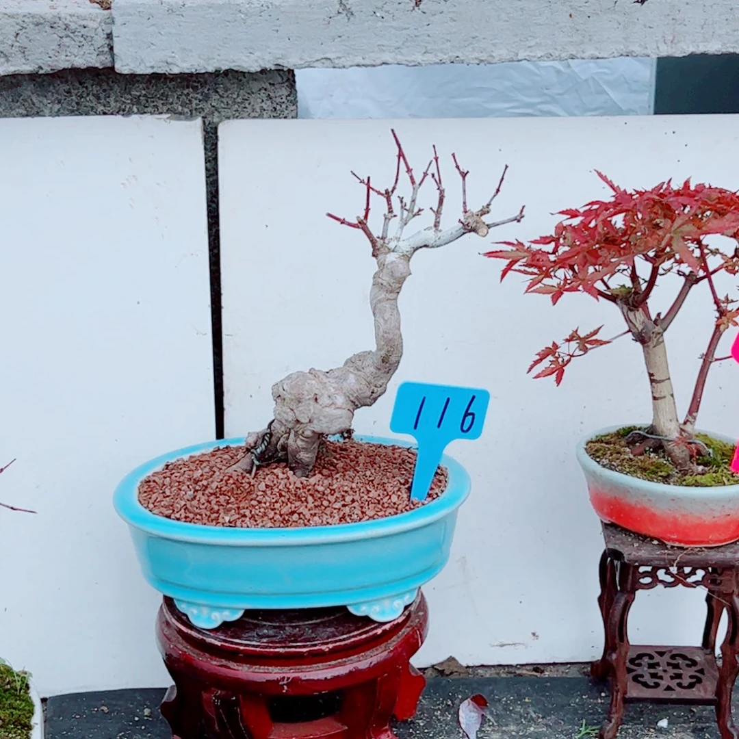 领***途无花朵枫树……枫树