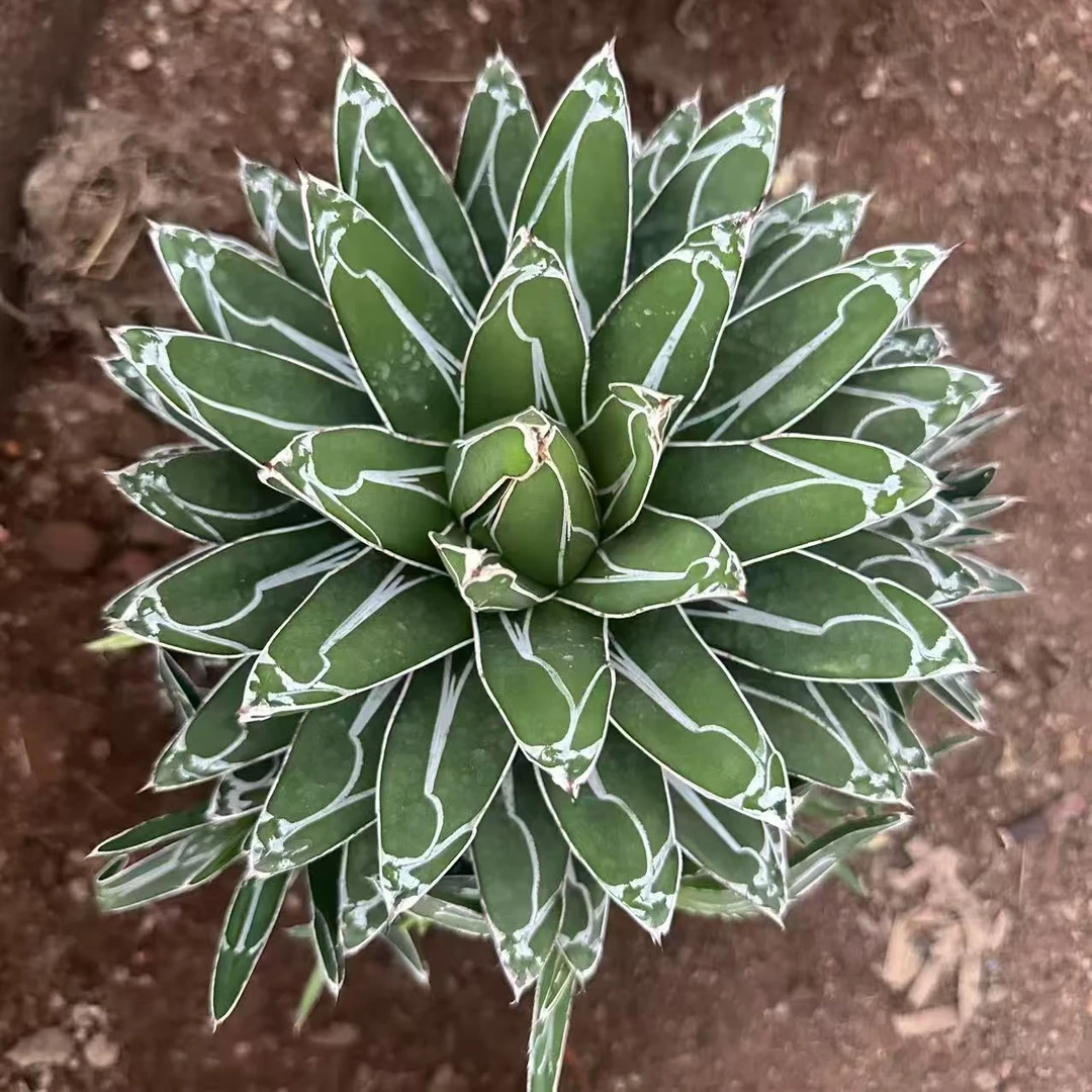 超大号屉之雪  仙人球植物漳州基地直发货 新手好养 室内外