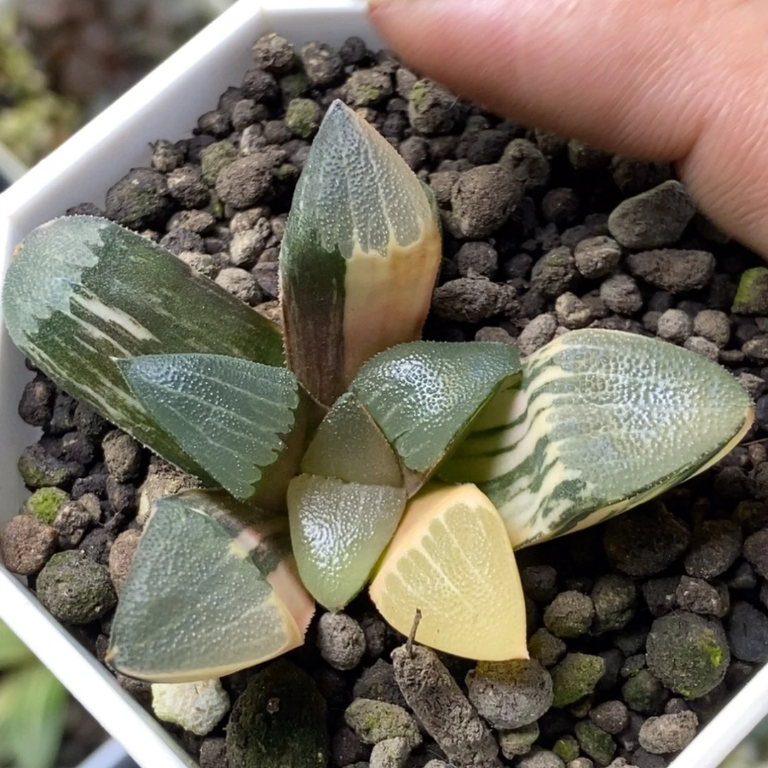 特价和田玉1号一物一拍