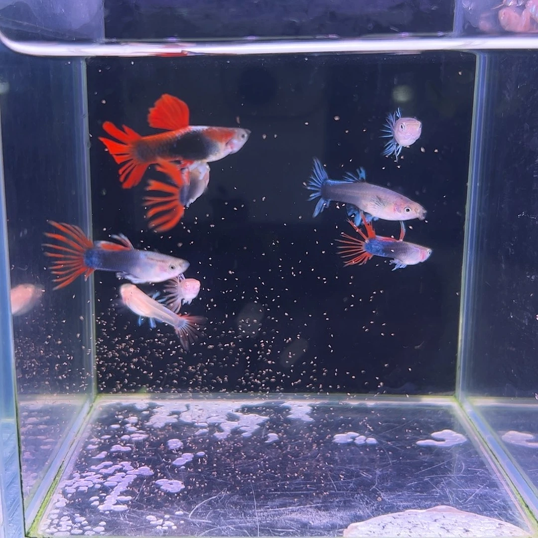 孔雀鱼冠尾5公3母