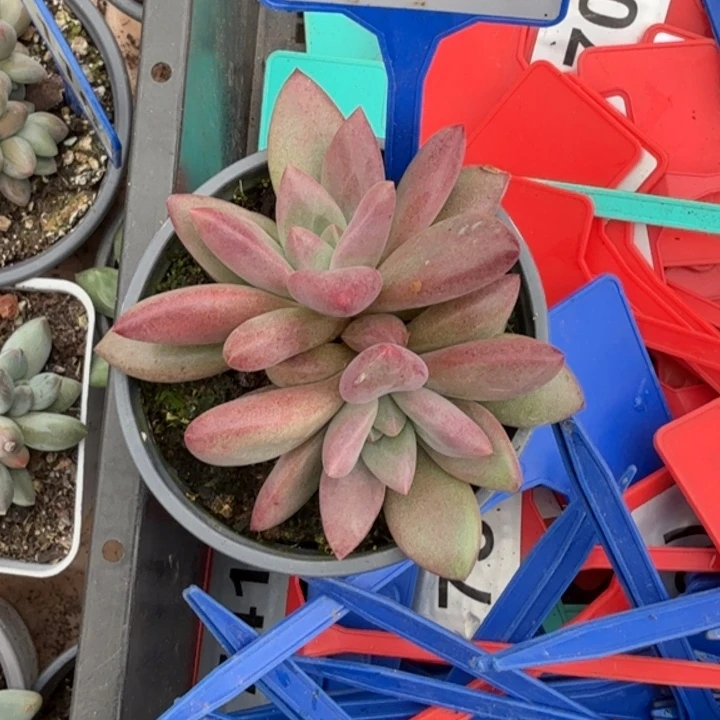 多肉植物赫菲虞120